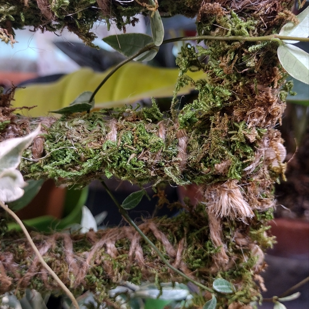 Handmade Plant Trellis (green moss)